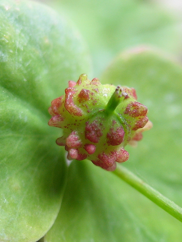 <i>Euphorbia dulcis</i> L.