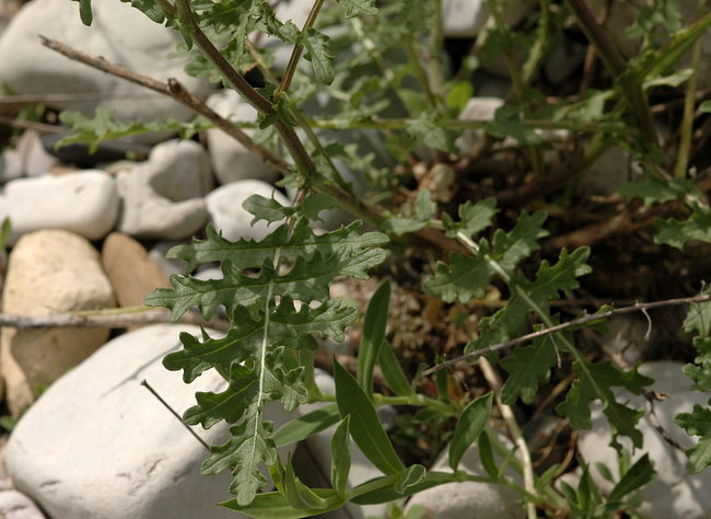 <i>Erucastrum nasturtiifolium</i> (Poir.) O.E.Schulz subsp. <i>nasturtiifolium</i>