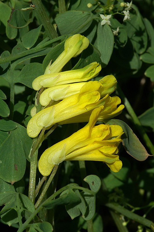 <i>Pseudofumaria lutea</i> (L.) Borkh.