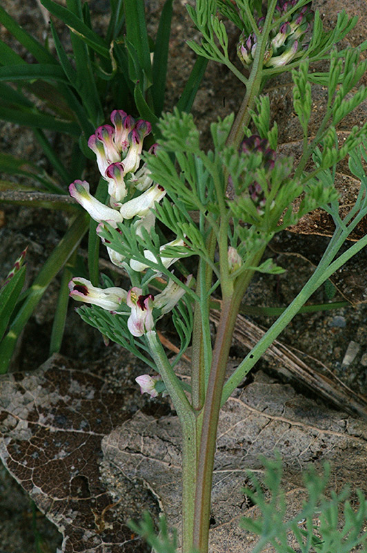 <i>Fumaria parviflora</i> Lam.