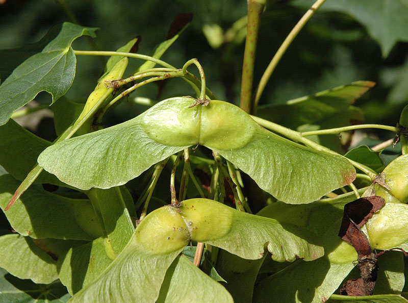 <i>Acer platanoides</i> L.