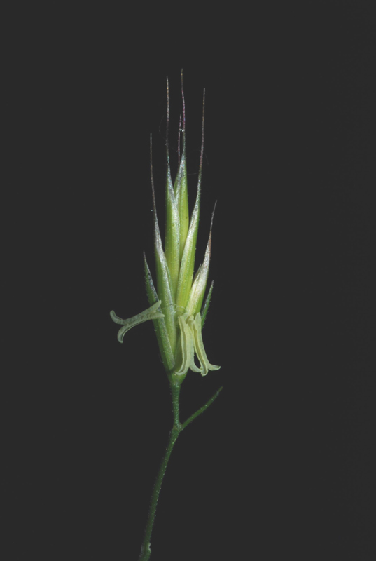 <i>Festuca heterophylla</i> Lam.