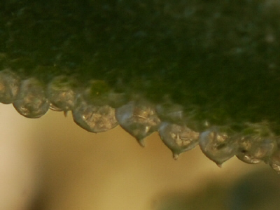 <i>Mesembryanthemum cristallinum</i> L.