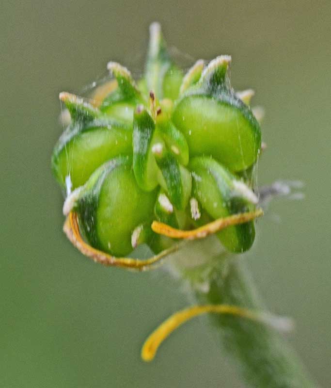 <i>Ranunculus pratensis</i> C.Presl