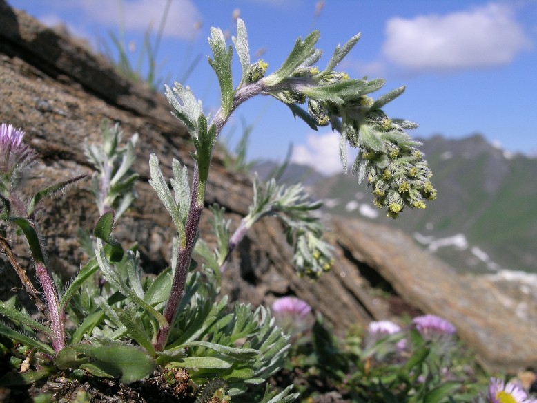 <i>Artemisia genipi</i> Weber ex Stechm.