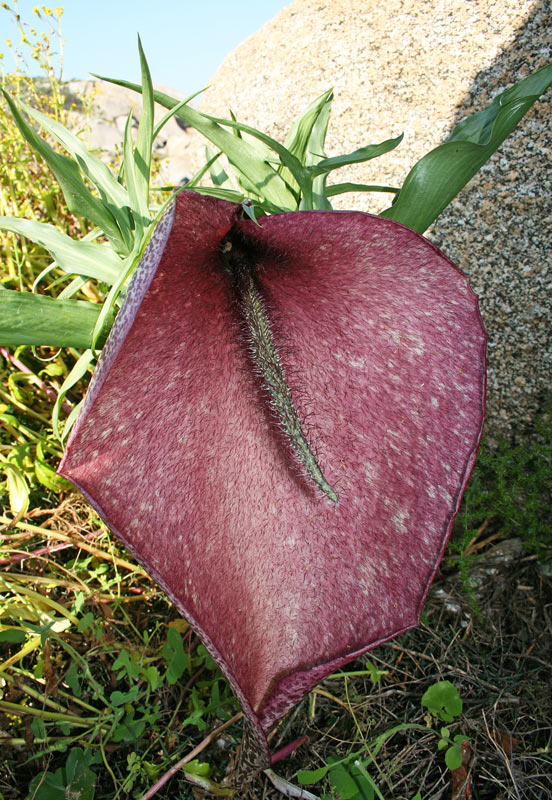 <i>Helicodiceros muscivorus</i> (L.f.) Engl.