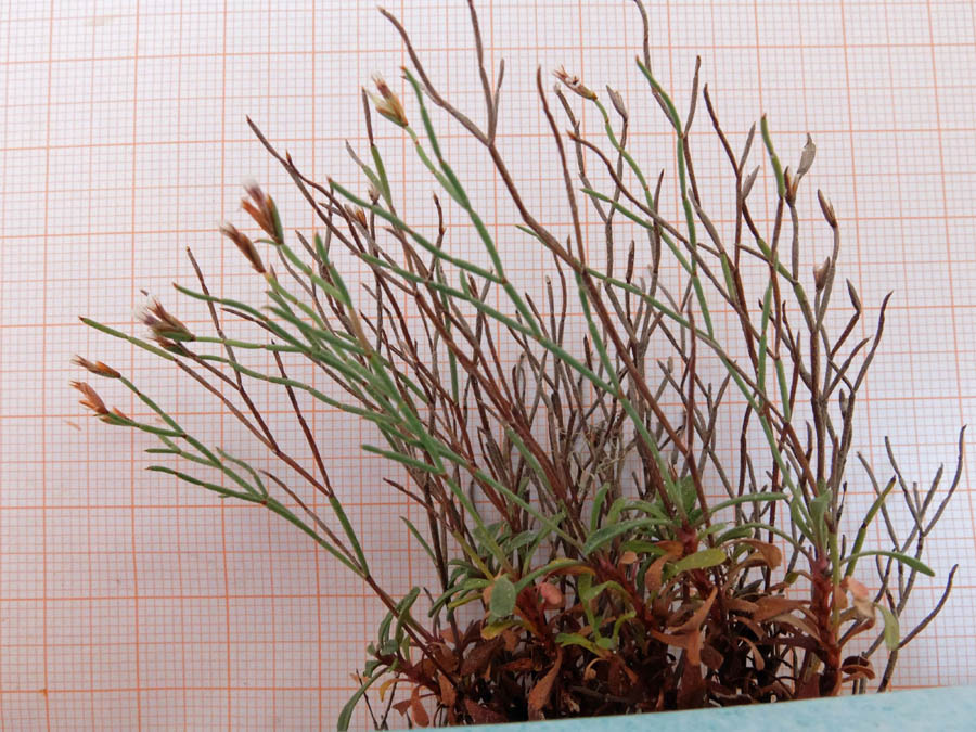 <i>Limonium parvifolium</i> (Tineo) Pignatti