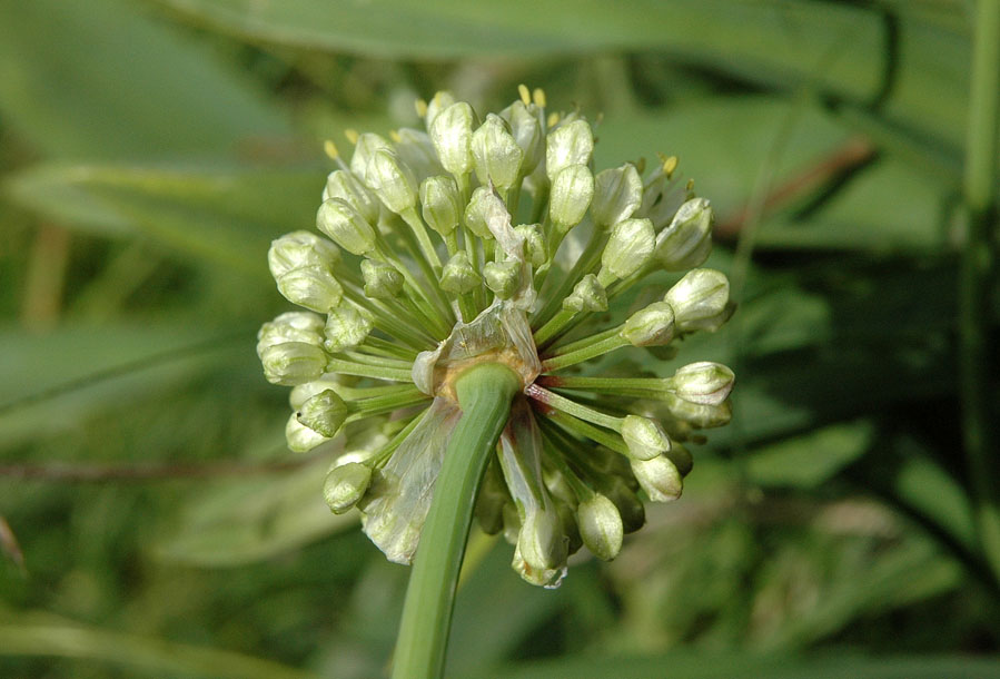 <i>Allium victorialis</i> L.