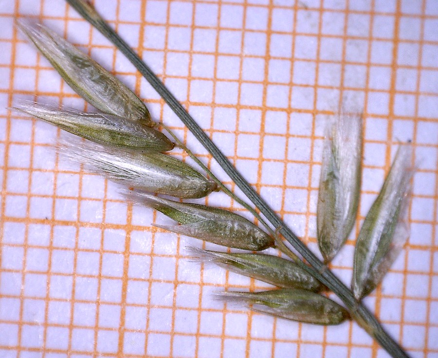 <i>Melica ciliata</i> L.