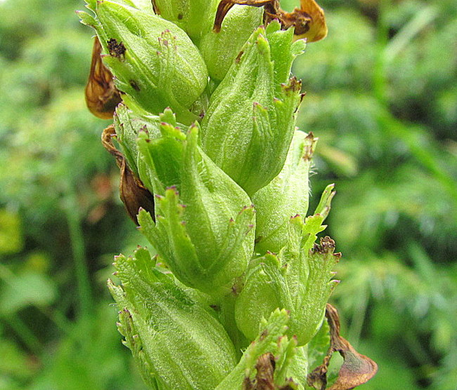 <i>Pedicularis elongata</i> A.Kern.
