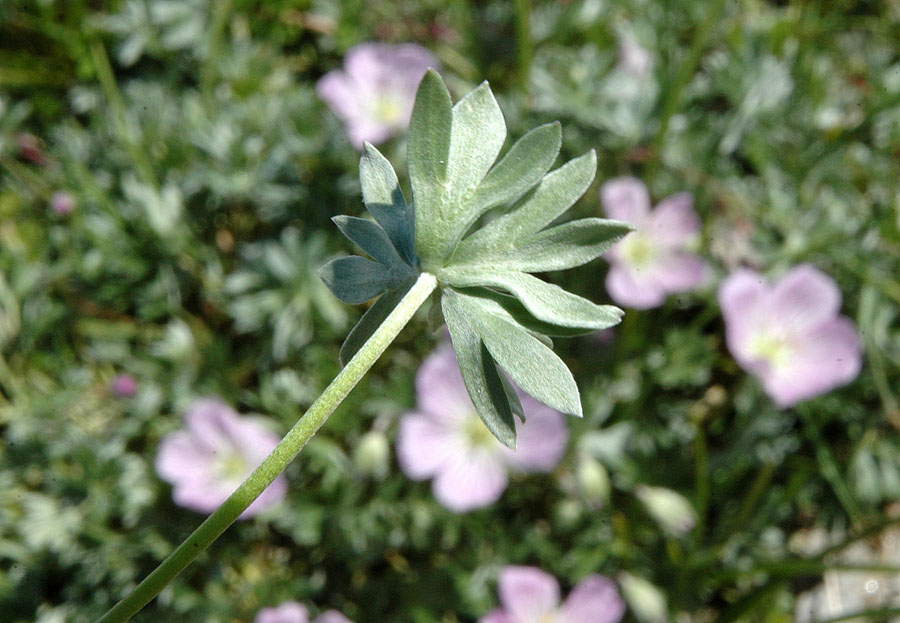 <i>Geranium argenteum</i> L.