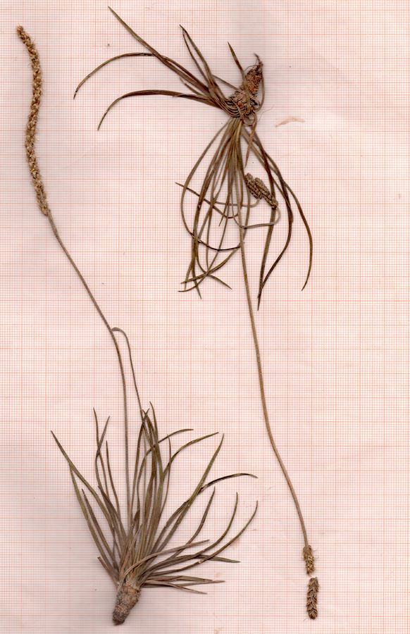 <i>Plantago maritima</i> L. subsp. <i>serpentina</i> (All.) Arcang.