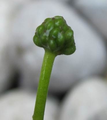 <i>Ranunculus pseudofluitans</i> (Syme) Newbould ex Baker & Foggitt