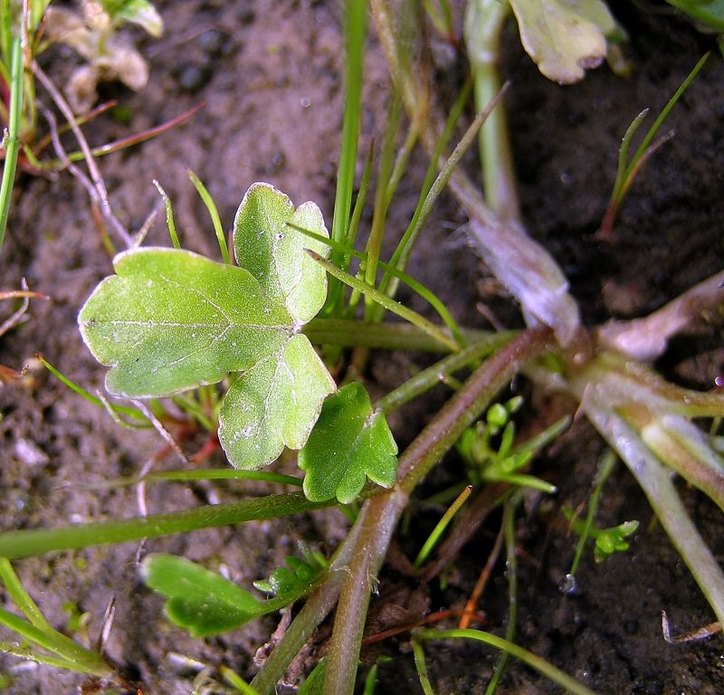<i>Ranunculus trilobus</i> Desf.