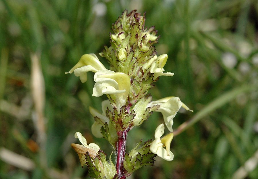 <i>Pedicularis elongata</i> A.Kern.