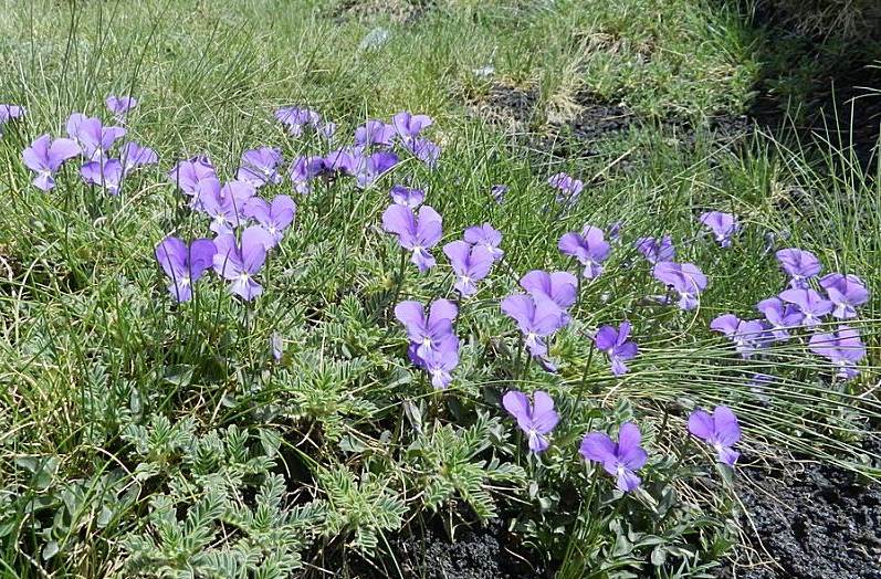 <i>Viola aethnensis</i> (Ging. & DC.) Strobl subsp. <i>aethnensis</i>