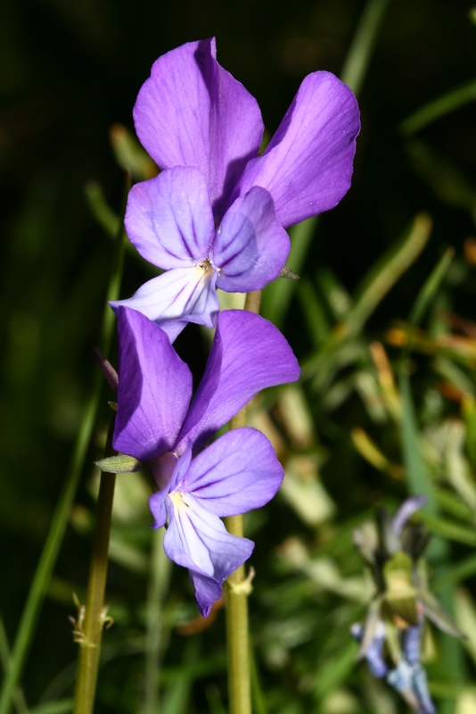 <i>Viola merxmuelleri</i> Erben