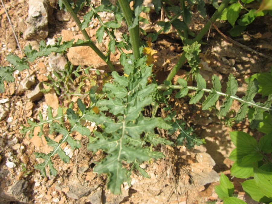 <i>Erucastrum nasturtiifolium</i> (Poir.) O.E.Schulz