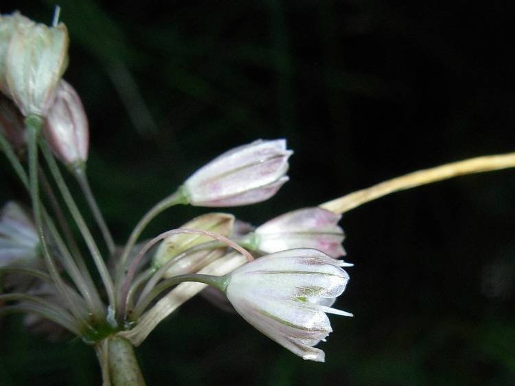<i>Allium savii</i> Parl.