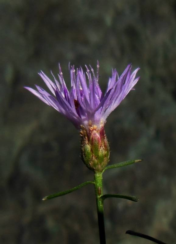 <i>Centaurea aplolepa</i> Moretti subsp. <i>carueliana</i> (Micheletti) Dostál