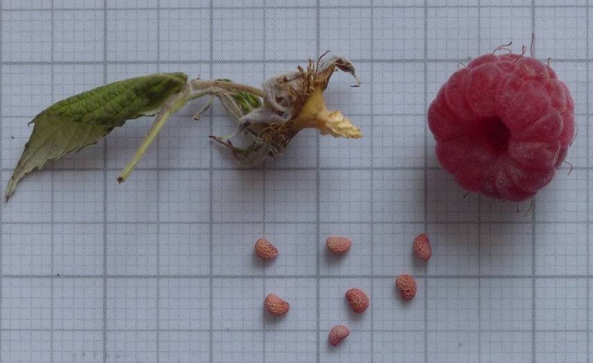 <i>Rubus idaeus</i> L. subsp. <i>idaeus</i>