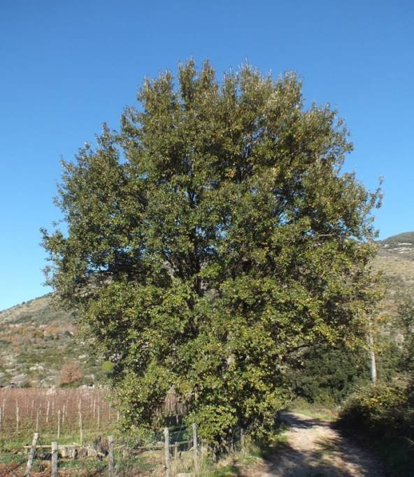 <i>Quercus x crenata</i> Lam.