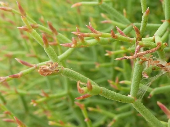 <i>Limonium merxmuelleri</i> Erben subsp. <i>sulcitanum</i> (Arrigoni) Arrigoni