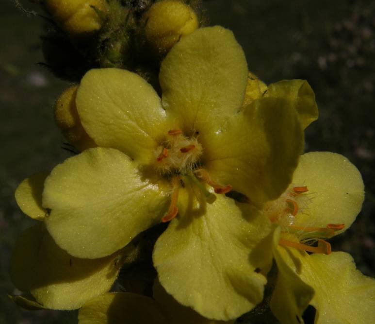 <i>Verbascum thapsus</i> L. subsp. <i>montanum</i> (Schrad.) Bonnier & Layens