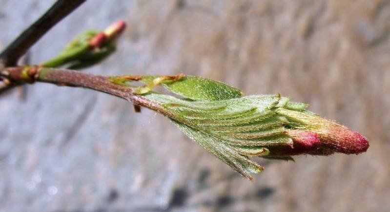 <i>Amorpha fruticosa</i> L.