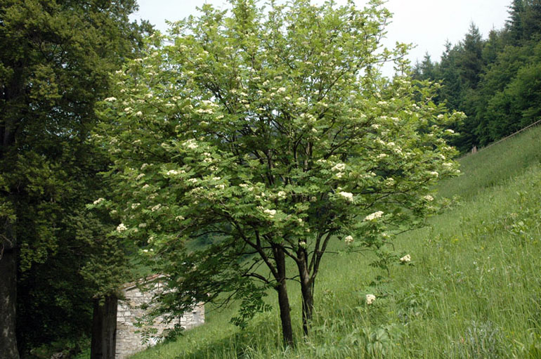 <i>Sorbus aucuparia</i> L.
