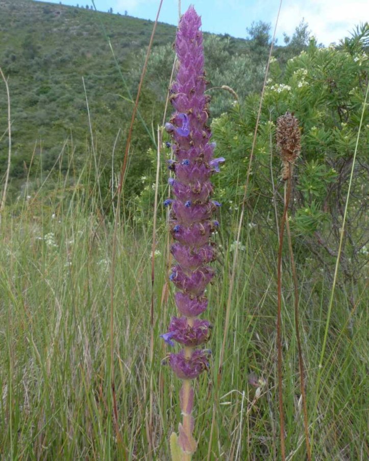 <i>Nepeta tuberosa</i> L. subsp. <i>tuberosa</i>
