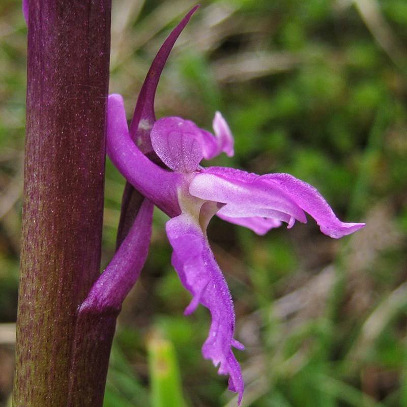 <i>Orchis mascula</i> (L.) L. subsp. <i>speciosa</i> (Mutel) Hegi