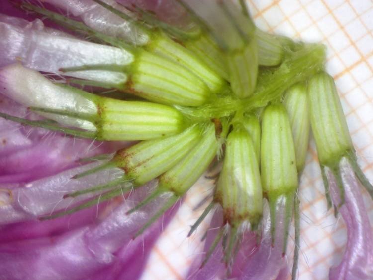 <i>Trifolium medium</i> L. subsp. <i>medium</i>