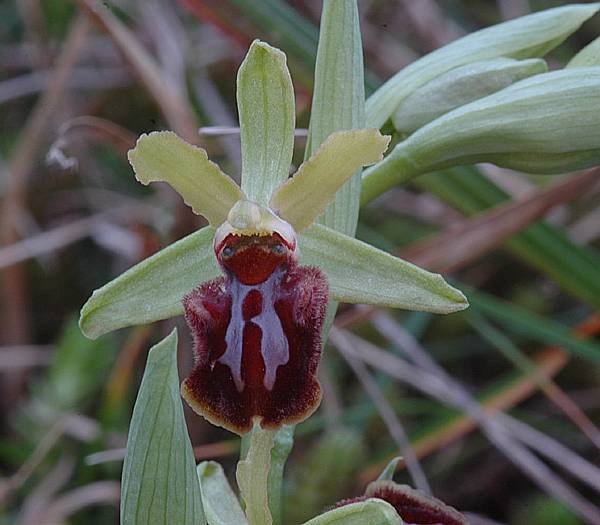 <i>Ophrys sphegodes</i> Mill.