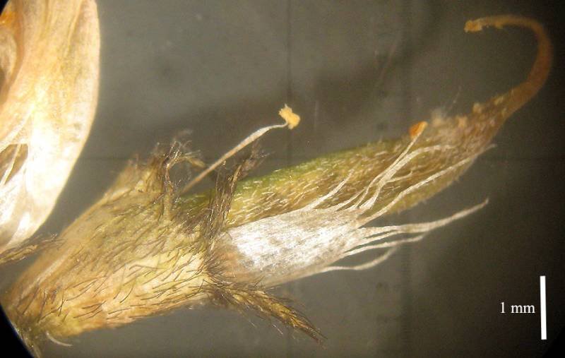 <i>Astragalus depressus</i> L. subsp. <i>depressus</i>