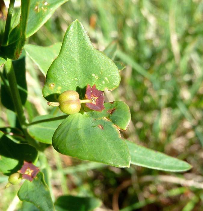 <i>Euphorbia variabilis</i> Ces.