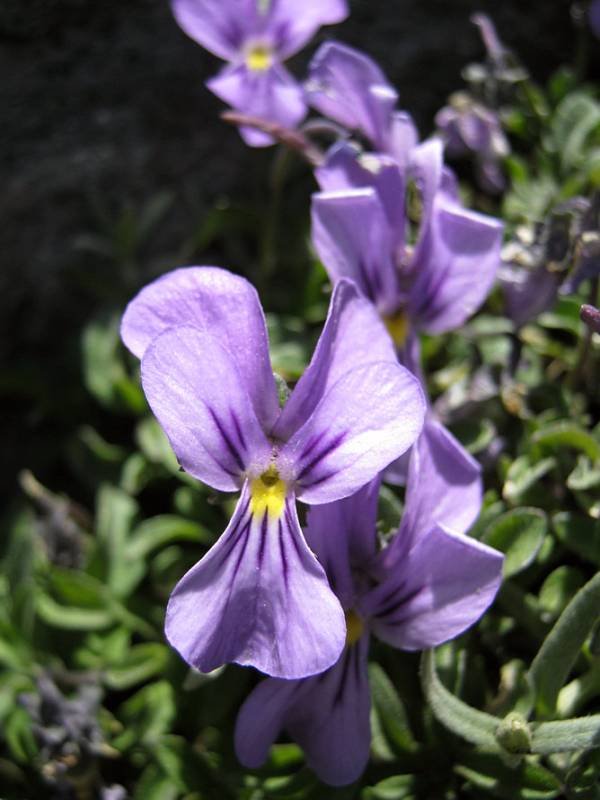 <i>Viola aethnensis</i> (Ging. & DC.) Strobl subsp. <i>aethnensis</i>