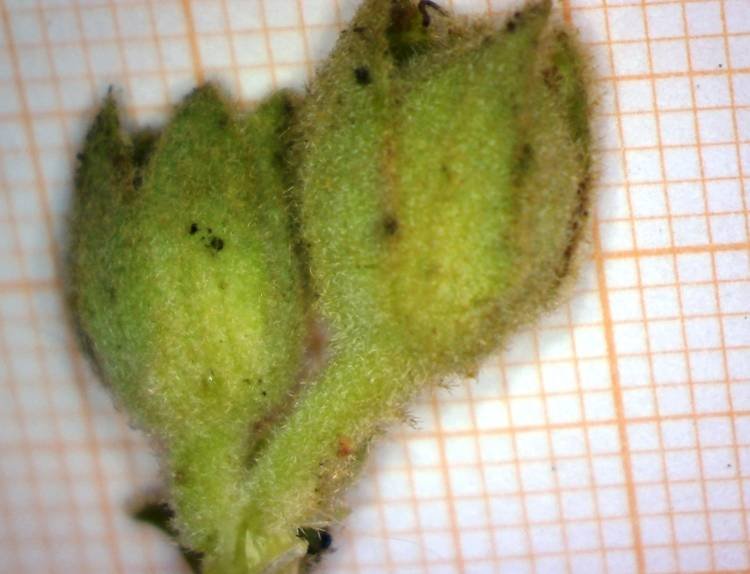 <i>Verbascum densiflorum</i> Bertol.