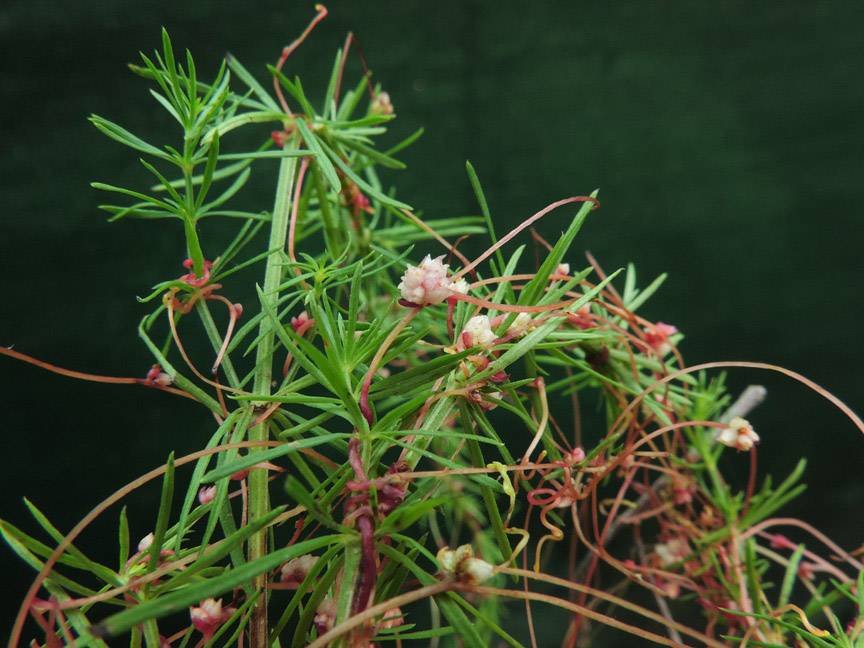 <i>Cuscuta epithymum</i> (L.) L. subsp. <i>kotschyi</i> (Des Moul.) Arcang.