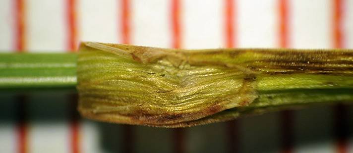<i>Carex brunnescens</i> (Pers.) Poir. subsp. <i>brunnescens</i>