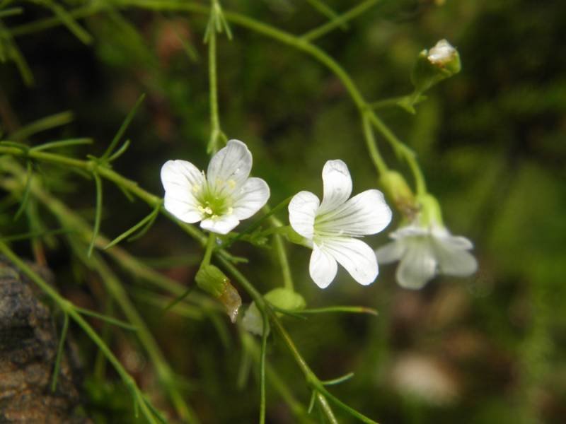 <i>Cherleria laricifolia</i> (L.) Iamonico subsp. <i>laricifolia</i>