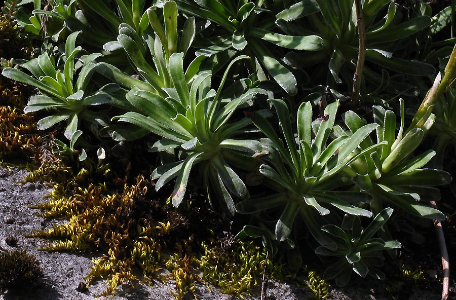 <i>Saxifraga hostii</i> Tausch subsp. <i>hostii</i>