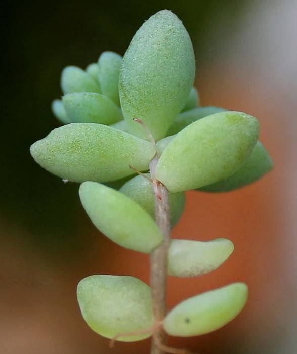 <i>Sedum dasyphyllum</i> L.