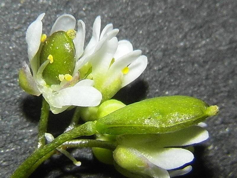 <i>Draba verna</i> L. subsp. <i>praecox</i> (Steven) Rouy & Foucaud