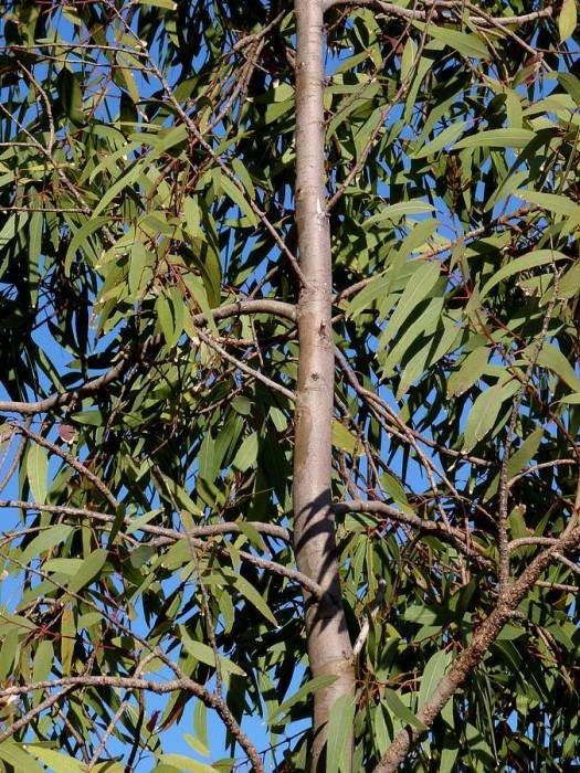 <i>Eucalyptus rudis</i> Endl. subsp. <i>rudis</i>