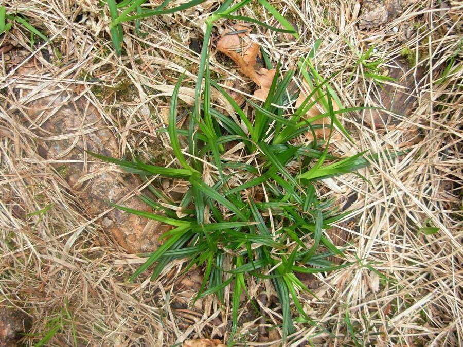 <i>Carex pendula</i> Huds.