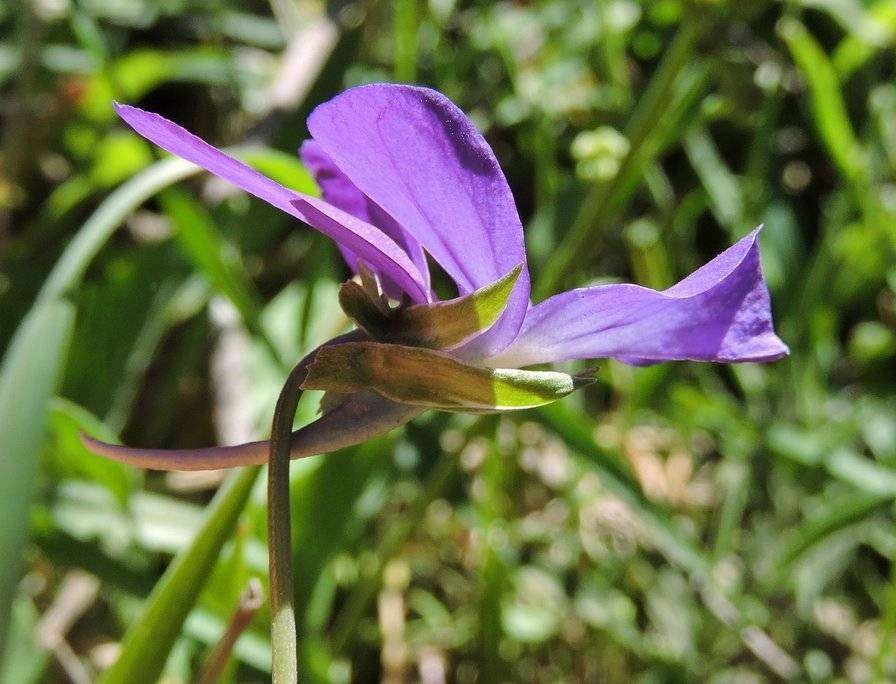<i>Viola aethnensis</i> (Ging. & DC.) Strobl subsp. <i>messanensis</i> (W.Becker) Merxm. & Lippert