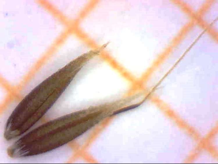<i>Aira elegans</i> Willd. subsp. <i>elegans</i>