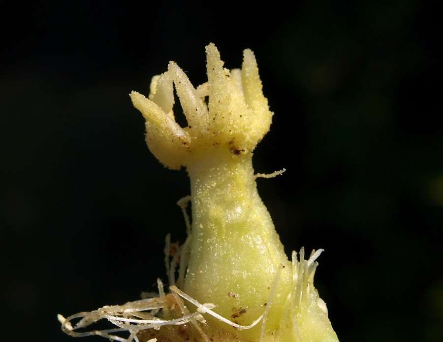<i>Opuntia robusta</i> H.L.Wendl. ex Pfeiff.