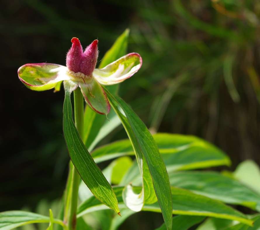 <i>Paeonia officinalis</i> L.